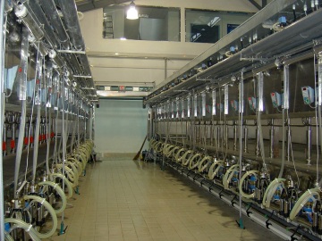 Parallel quick-release type milking parlor for cow
