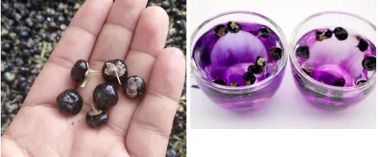 Superfruit goji berry fruit chinese black wolfberry