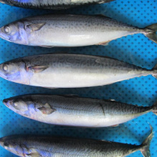 Frozen Mackerel Size 150 200 400g Iqf