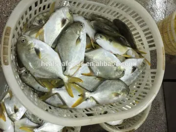 Frozen Golden Pompano Fish Pomfret