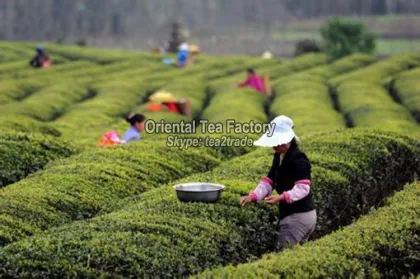 USDA Organic New Premium Dragon Well LongJing