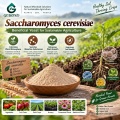 مسحوق Saccharomyces cerevisiae الميكروبي لإدارة الجذور والتربة