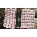 10KG KARTON KNOBLAUCH 20KG KARTON