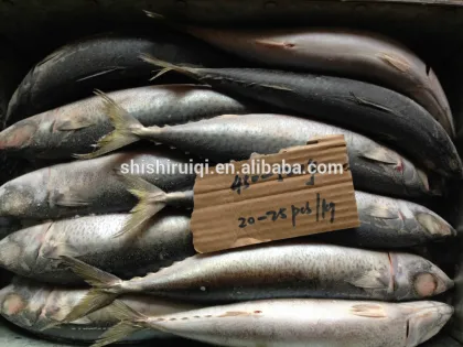 Pacific Mackerel fish