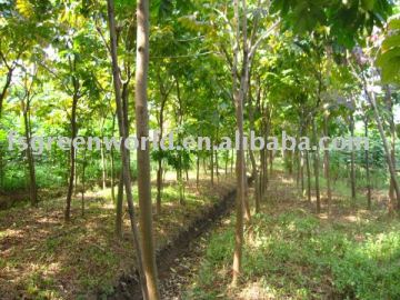 markhamia lutea cat tail trees