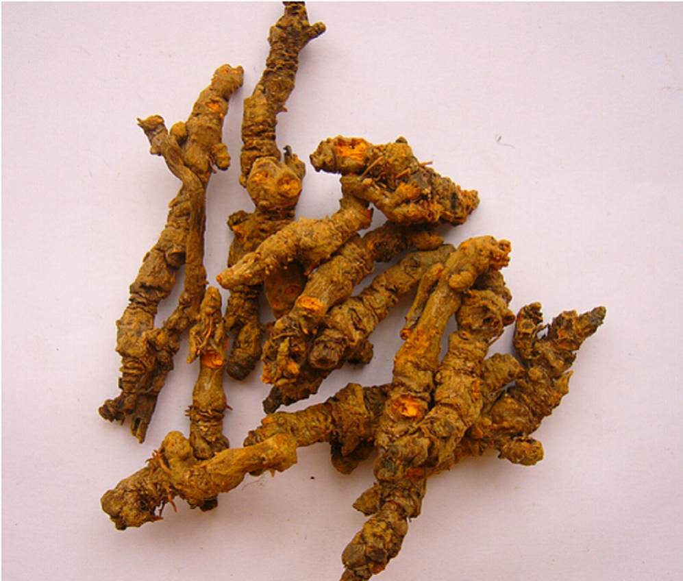 coptis chinensis extract