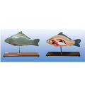 Fish anatomical model-2