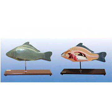 Ανατομικό μοντέλο ψαριών-2