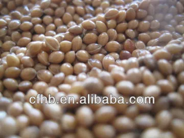 Yellow Millet in Hust-2014 crop