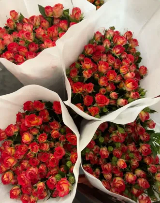 Multi-Headed Summer Dance Rose in Red and Orange