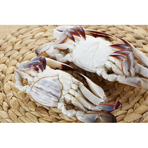 Frozen blue swimming crab Portunus trituberculatus whole round