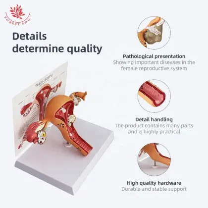 Life Size Female Uterus Anatomical Model for Teaching and Learning Resources