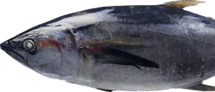 Sea Frozen Tuna Whole Sale