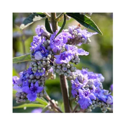 Customers Always Buy chasteberry extract