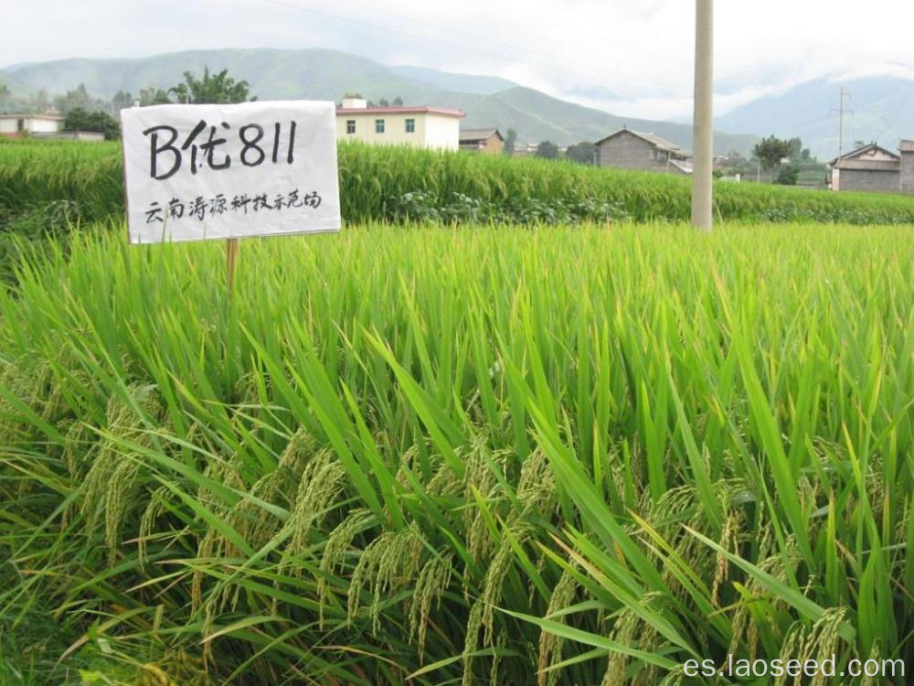 Semillas de arroz naturales de alta calidad