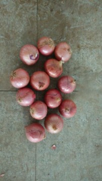 2014 Fresh & Cheap Red Onions