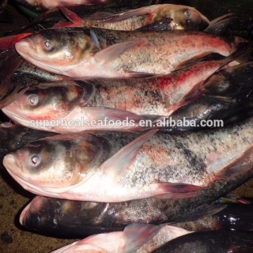 Frozen Asian Silver Carp Fish