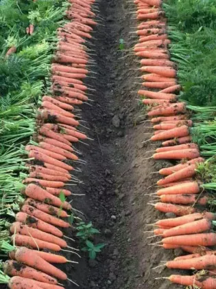 Good Vegetable Fresh Carrots