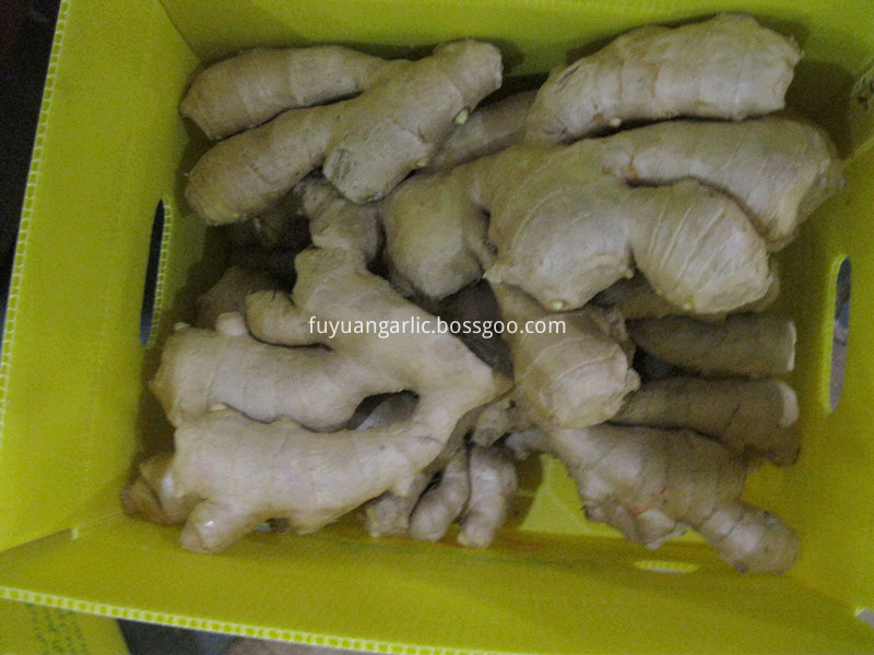 5kg air dried ginger 