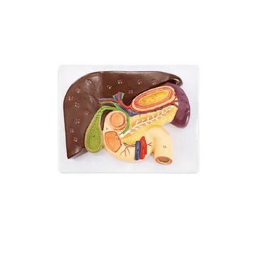DARHMMY Relief Model for Liver, Gallbladder, Pancreas, Duodenum, and Stomach