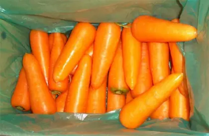 Delicious fresh carrots 2019