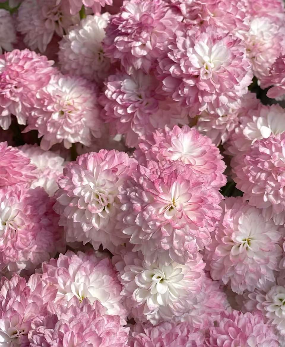 Matisse pink chrysanthemum5