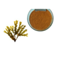 selling kelp extract 10% fucoxanthin