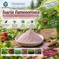 مسحوق الميكروبات Isaria fumosorosea لإدارة الآفات البيولوجية