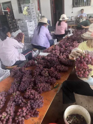 China red grape red globe yunnan grape fresh fruit exporter