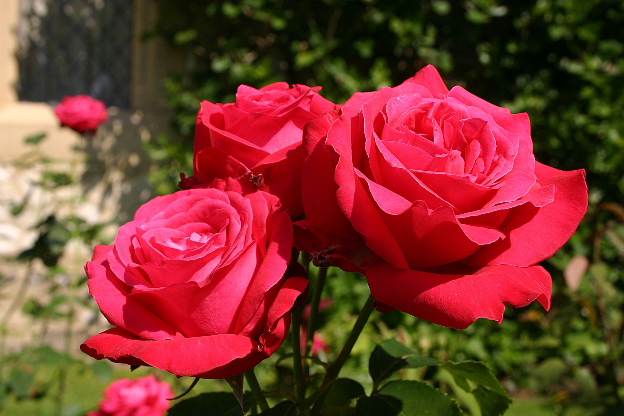 Alecs-Red-Rose-1 Alecs-Red-Rose-1