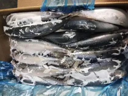 Frozen mackerel fish