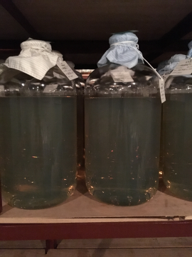 Horse Tetanus Antiserum for Human Use