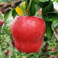 Awọn apples ti o nhu huaniu