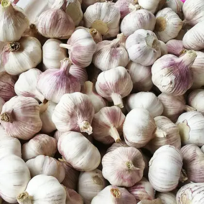 Farm Direct Supply Fresh Vegetable New Garlic