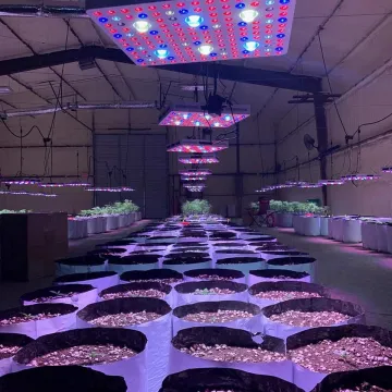 Phlizon Full Spectrum COB Led Grow Lights US
