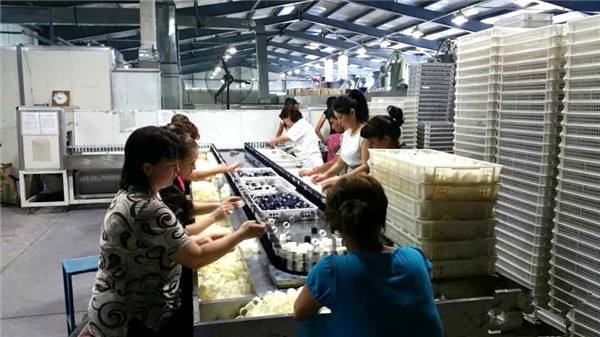Wine Caps Automatic Spray Coating Line