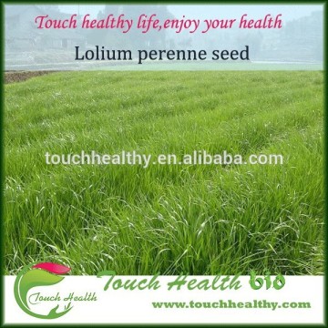 2016 Touchhealthy supply perennial ryegrass seeds forage seeds grass seeds can tolerate low temperatures of -25 centigrade