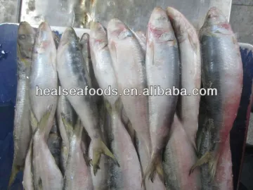 Frozen Fish Sardine