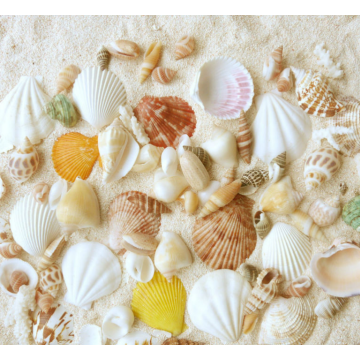 Bag Packed Natural Mixed Sea Shell For Decoration