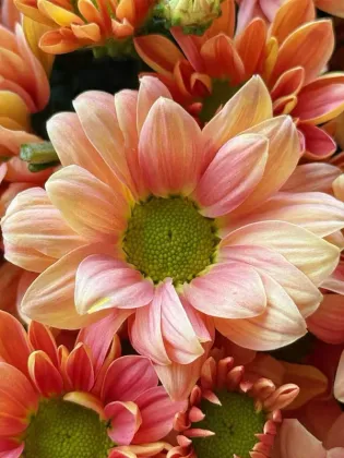 Champagne Salmon spray chrysanthemum
