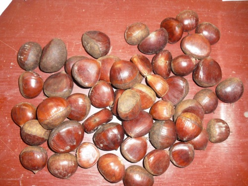 pembungkusan longgar chestnut segar