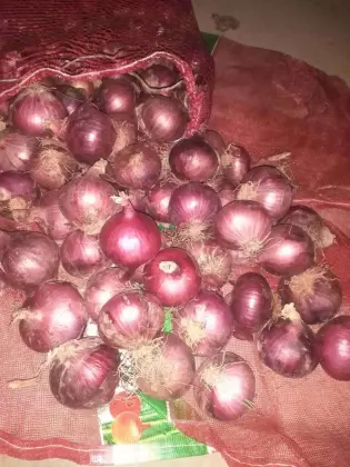 Health Foods for Fresh Onion Red