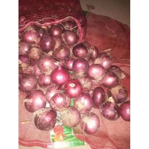 Fresh Red Onions 8cm and up Packing in 10kg/Bag - China Onion, Fresh Onion