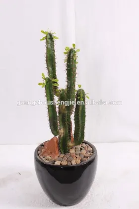 CHY040919 Evergreen plastic succulent plant on sale