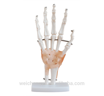 Life-Size Hand Joint Model With Ligaments