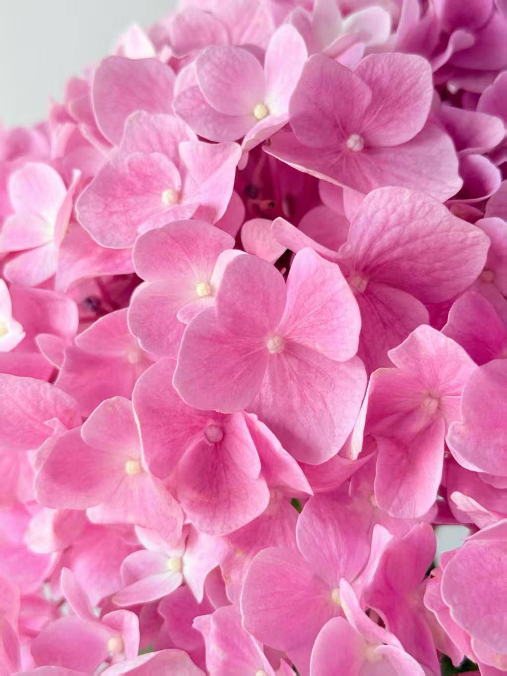 Sea pink single hydrangea