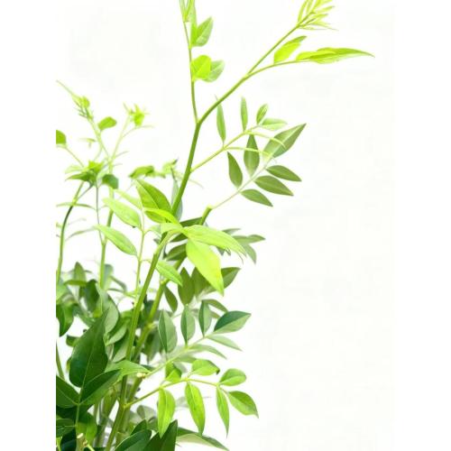 Bouquets জন্য পাইকারি টাটকা নয় তারকা পাতা তাজা