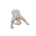 مدل سوراخ مثانه سگ