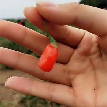 Low Pesticide Dried Ningxia Gojiberry for Japan market