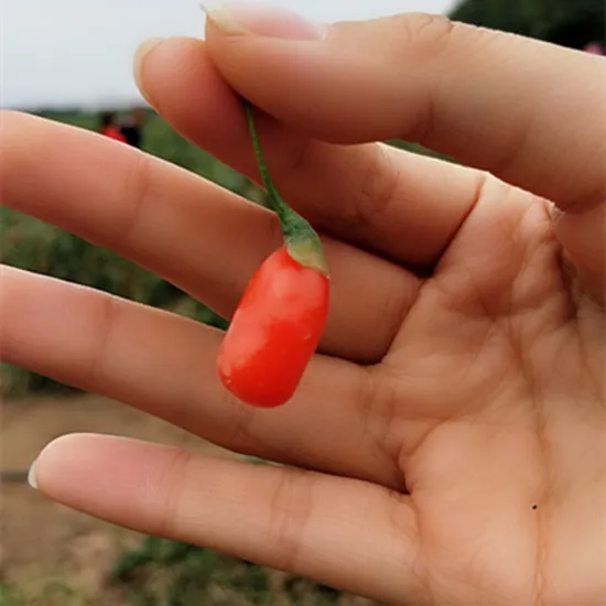 Low Pesticide Dried Ningxia Gojiberry for Japan market